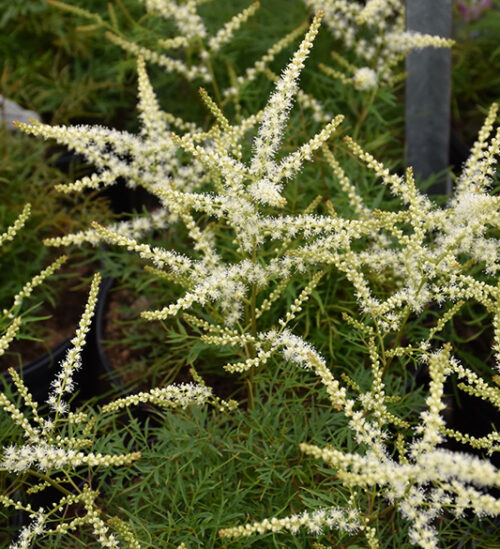 Dwarf goat's beard | Aruncus fairy hair Dwarf Goat's Beard starry