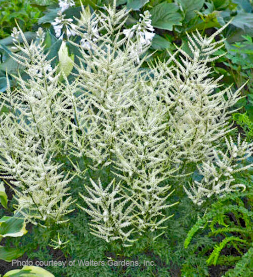 Fairy hair goats beard | Aruncus fairy hair Fairy Hair Goat's Beard plant with showy cream plumes above dense feathery green foliage.