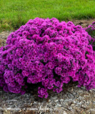 Pink Crush Aster round
