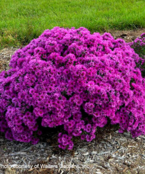 Pink Crush Aster round