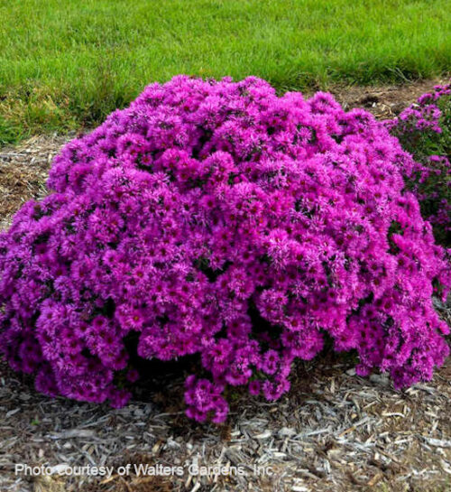 Pink Crush Aster round