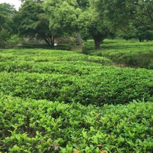 Field of green Camellia Sinensis Plants.
