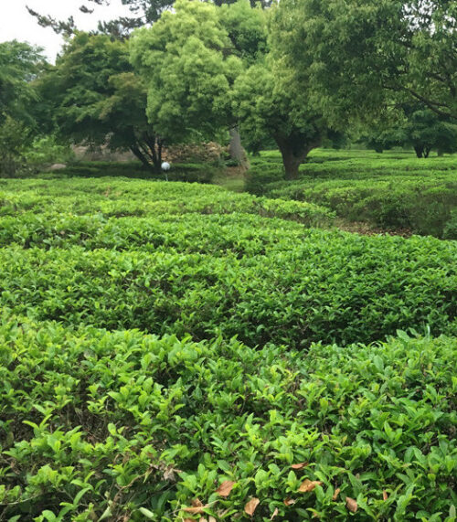 Camellia sinensis plant | Camellia sinensis korean tea Field of green Camellia Sinensis Plants.