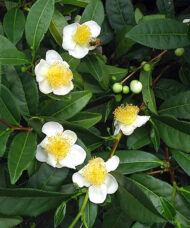 Dark green leaves and white flowers of the Green Tea plant.