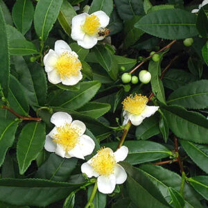 Dark green leaves and white flowers of the Green Tea plant.