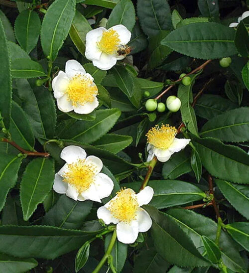 Dark green leaves and white flowers of the Green Tea plant.