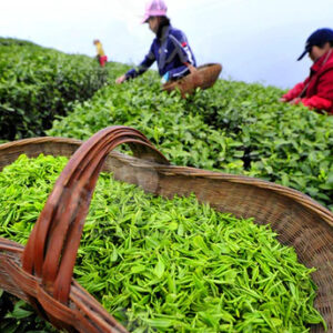 Three people in a field of Teaplant picking tea leaves with basket of green tea leaves in the foreground.
