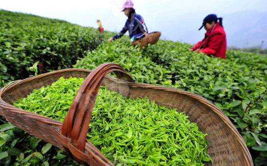 teaplant | Camellia sinensis korean tea Three people in a field of Teaplant picking tea leaves with basket of green tea leaves in the foreground.