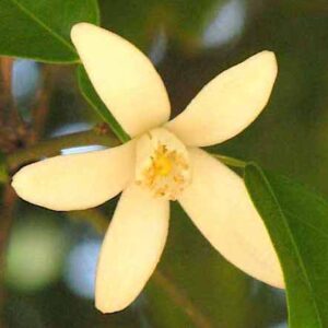 yellow Yuzu Tree fruits