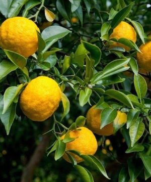 Yuzu tree | Citrus junos Round