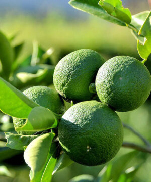 Sudachi ichandrin | Citrus sudachi Bumpy