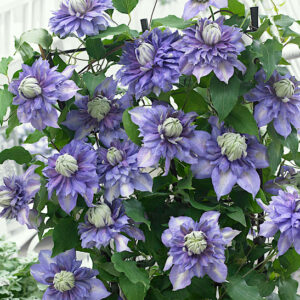 Clematis Blue Light Vine covered in showy double blooms.