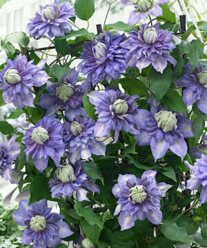 Clematis Blue Light Vine covered in showy double blooms.