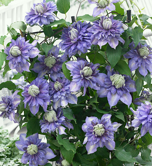 Clematis Blue Light Vine covered in showy double blooms.