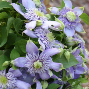 Showy Double Blue Clematis blooms.