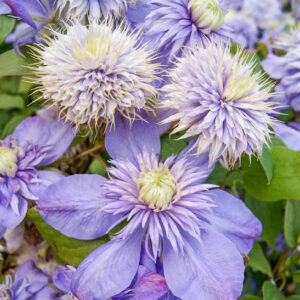Showy poms and blooms of Vanso Clematis.