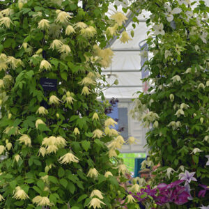 yellow blooms of Lemon Dream Clematis.