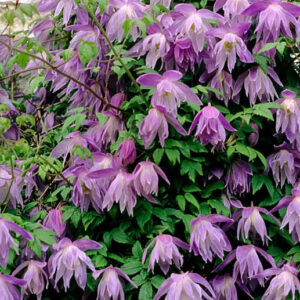 Purple dream clematis | Clematis purple dream flowers purple blooms of Purple Dream Clematis.
