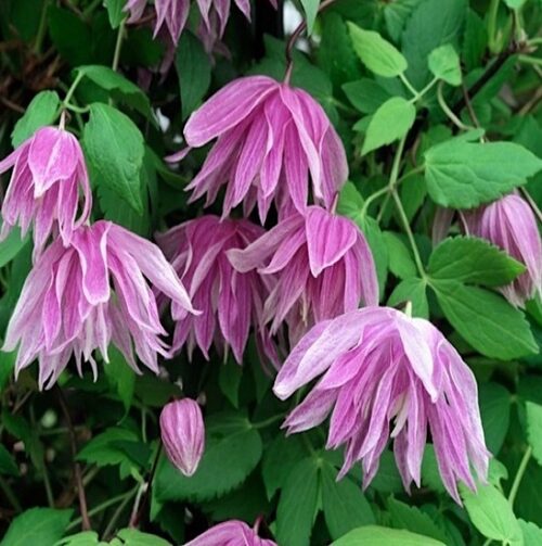 Purple dream clematis | Clematis purple dream Beautiful nodding