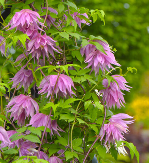 Double purple bell-shaped clematis | Clematis purple dream Purple Dream Clematis vine covered in nodding blooms.
