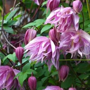 Double purple bell-shaped clematis | Clematis purple dream flowers Double Purple Bell-shaped Clematis covered in nodding blooms.