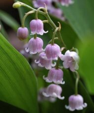 Pink Lily of the Valley nodding