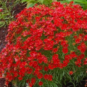 Red coreopsis | Coreopsis verticillata hot paprika Bright Red Coreopsis blooms above small
