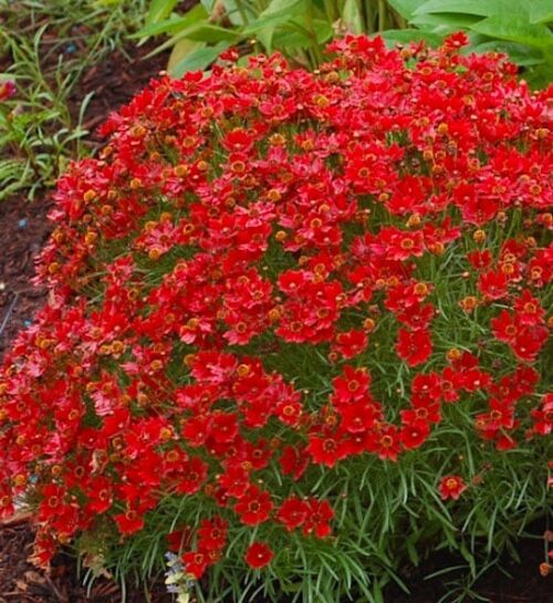 Red coreopsis | Coreopsis verticillata hot paprika Bright Red Coreopsis blooms above small