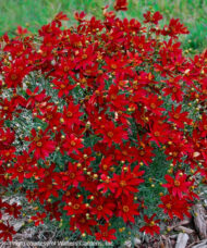 Hot Paprika Tickseed bright red blooms.