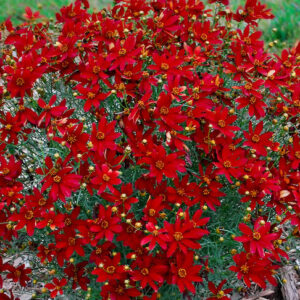 Hot paprika tickseed | Coreopsis verticillata hot paprika Hot Paprika Tickseed bright red blooms.