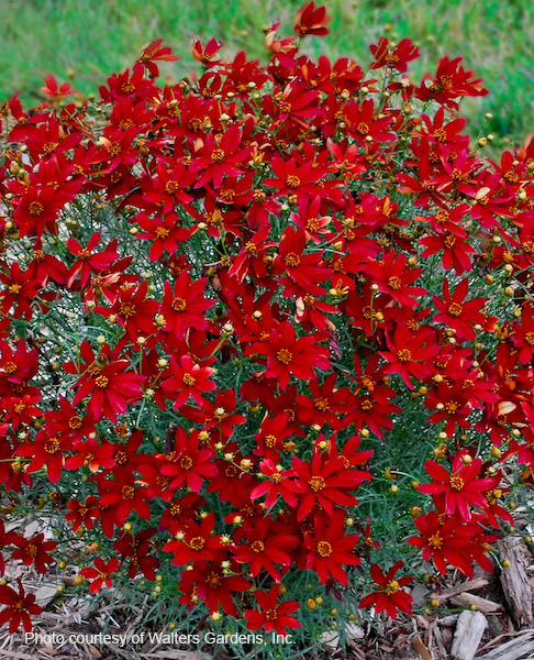 Hot paprika tickseed | Coreopsis verticillata hot paprika Hot Paprika Tickseed bright red blooms.