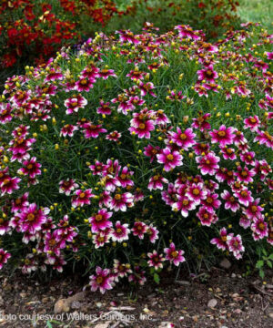 Zesty Zinger Threadleaf Coreopsis multicoloured flowers of white