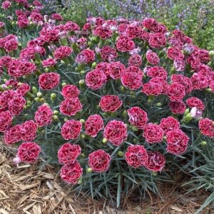 Cherry vanilla dianthus | Dianthus cherry vanilla Cherry Vanilla Dianthus with deep red with light pink margins