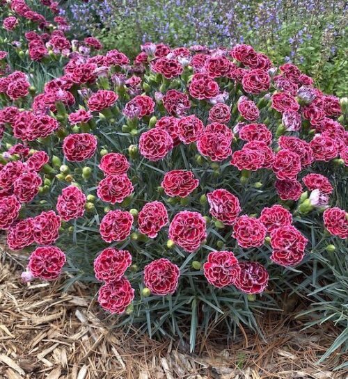 Cherry vanilla dianthus | Dianthus cherry vanilla Cherry Vanilla Dianthus with deep red with light pink margins