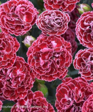 Cherry Vanilla Pinks flowers of deep red with very light pink margins.