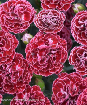 Cherry Vanilla Pinks flowers of deep red with very light pink margins.