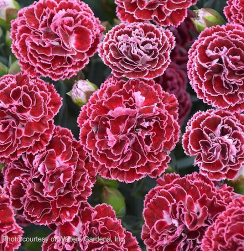 Cherry vanilla pinks | Dianthus cherry vanilla Cherry Vanilla Pinks flowers of deep red with very light pink margins.