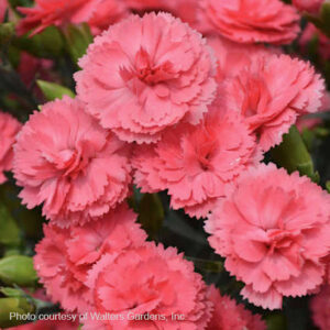 Classic Coral Dianthus double flowers in beautiful shades of coral.
