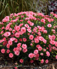Classic Coral Pinks double coral in a pleasingly round mound.