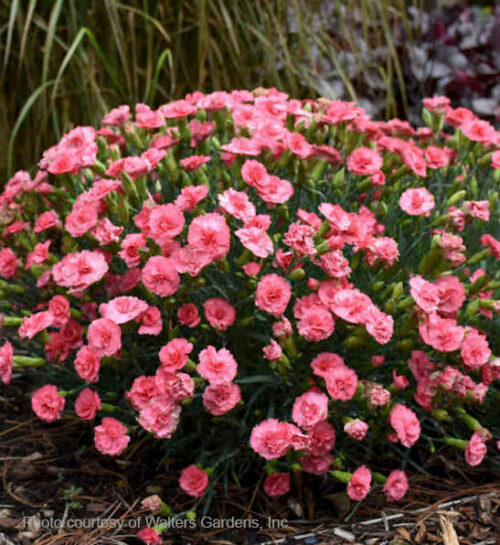 Classic Coral Pinks double coral in a pleasingly round mound.