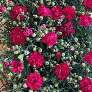 deep pink blooms with serrated petal edges.