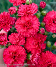 Cranberry Cocktail Pinks double