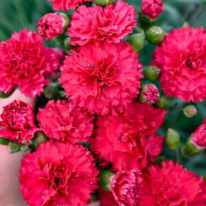 Cranberry Cocktail Pinks double