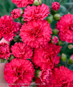 Cranberry Cocktail Pinks double