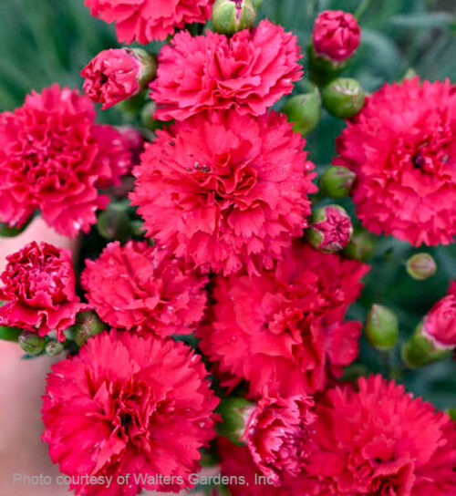 Cranberry Cocktail Pinks double