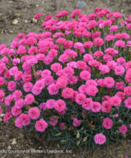 A mound of Double Buble Dianthus with bright pink