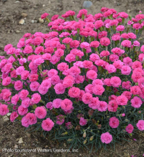 A mound of Double Buble Dianthus with bright pink