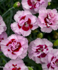 Kiss and Tell Dianthus with large
