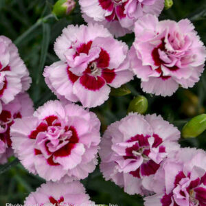 Kiss and Tell Dianthus with large