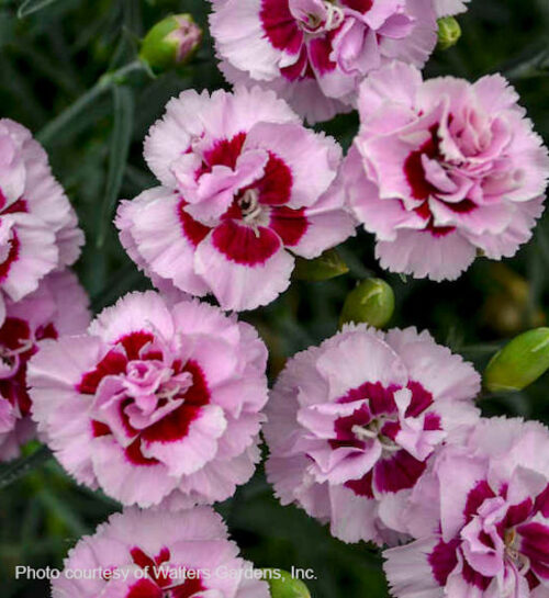 Kiss and Tell Dianthus with large